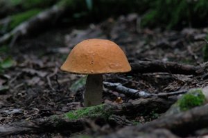 DSCF2555.JPG