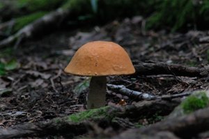 DSCF2557.JPG