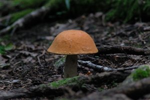 DSCF2558.JPG