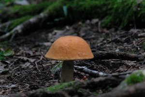 DSCF2562.JPG
