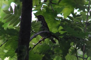 DSCF2603.JPG