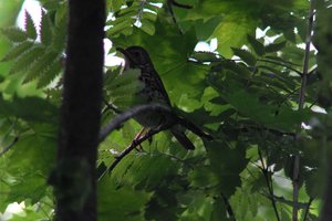 DSCF2609.JPG