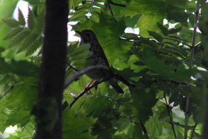 DSCF2610.JPG