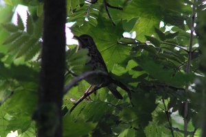 DSCF2612.JPG