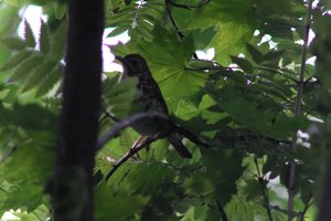DSCF2615.JPG