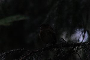 DSCF2618.JPG