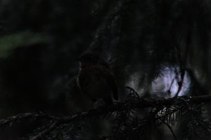 DSCF2622.JPG