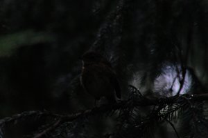 DSCF2623.JPG