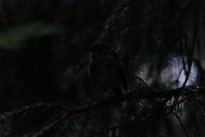DSCF2625.JPG