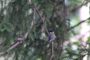 DSCF2701.JPG