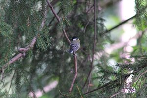 DSCF2708.JPG