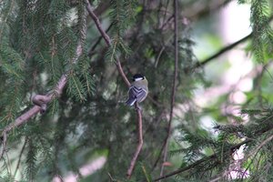 DSCF2709.JPG