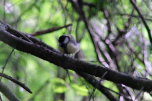 DSCF2729.JPG