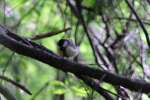 DSCF2731.JPG
