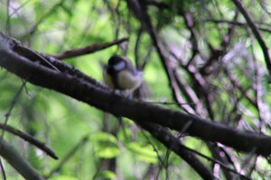 DSCF2732.JPG