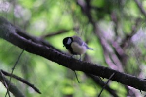 DSCF2734.JPG