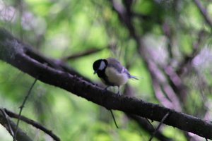 DSCF2735.JPG