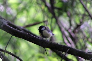 DSCF2740.JPG
