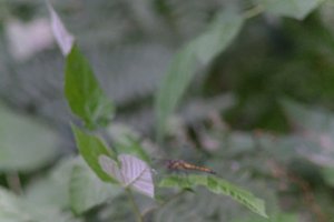 DSCF2756.JPG