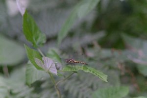 DSCF2758.JPG