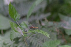 DSCF2759.JPG