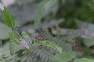 DSCF2760.JPG