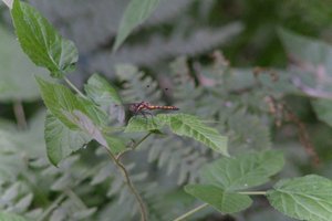 DSCF2763.JPG