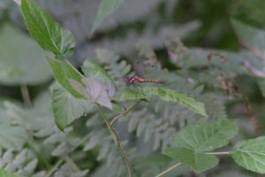 DSCF2765.JPG