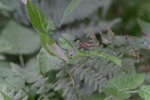 DSCF2767.JPG