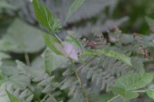DSCF2768.JPG