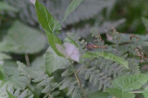 DSCF2769.JPG