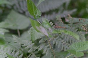 DSCF2771.JPG