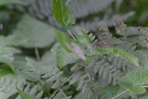 DSCF2772.JPG