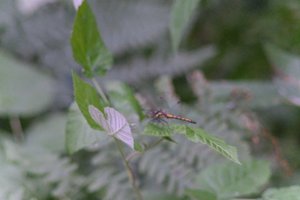 DSCF2774.JPG