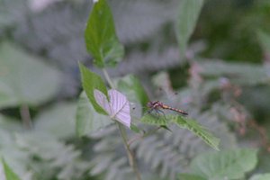 DSCF2775.JPG