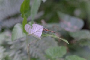 DSCF2782.JPG