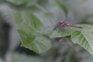 DSCF2783.JPG