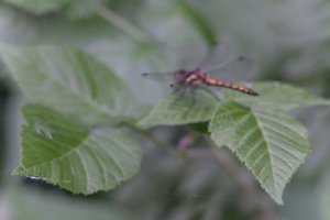 DSCF2785.JPG
