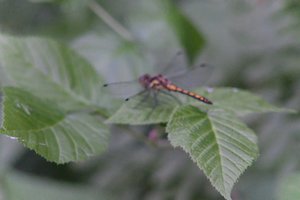 DSCF2786.JPG