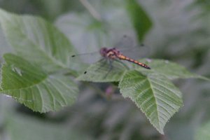 DSCF2787.JPG