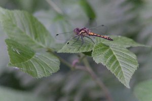 DSCF2790.JPG