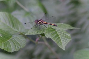 DSCF2791.JPG