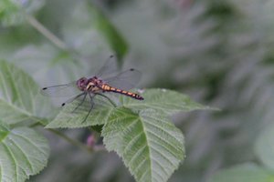 DSCF2792.JPG
