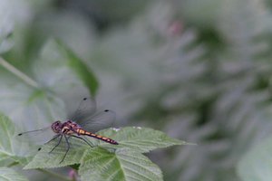 DSCF2794.JPG