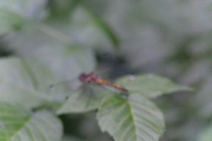 DSCF2795.JPG