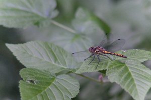 DSCF2796.JPG