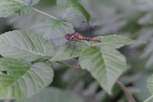 DSCF2797.JPG