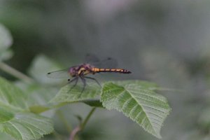 DSCF2798.JPG