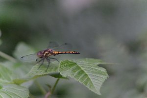 DSCF2801.JPG