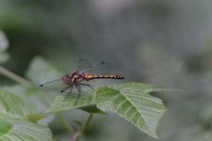 DSCF2802.JPG